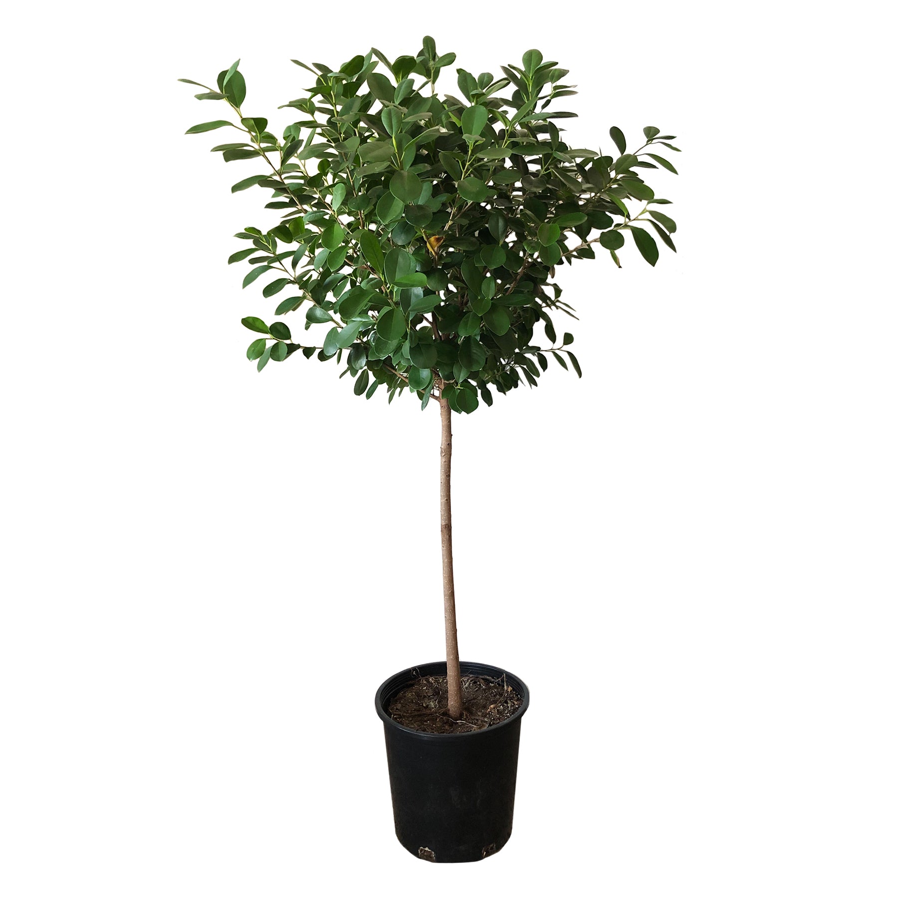 14" Ficus Moclame - LD Shoppe