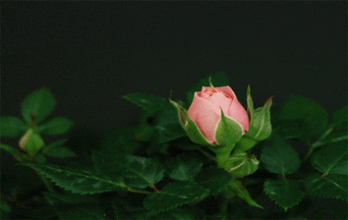 Animated GIF of a pink rose blooming, with its petals opening in a smooth motion.