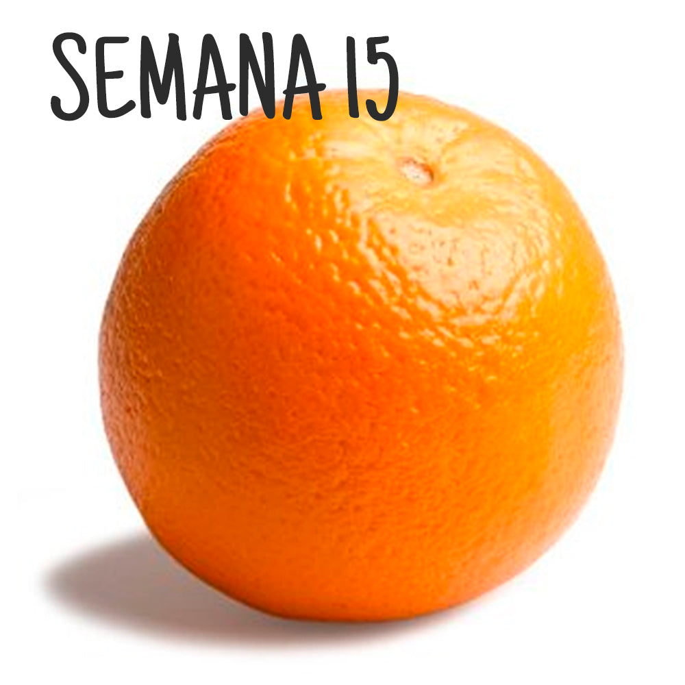 semana de embarazo 15