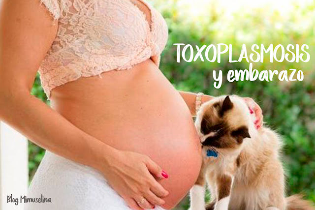 como se contagia y que es la toxoplasmosis blog mimuselina