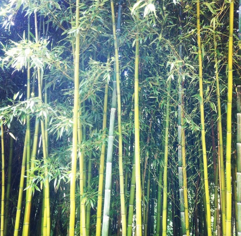 Bamboo