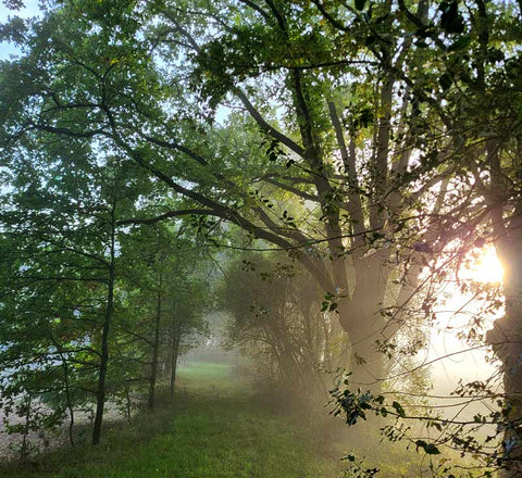 paysage chemin creux de vendée avec soleil perçant dans le feuillage