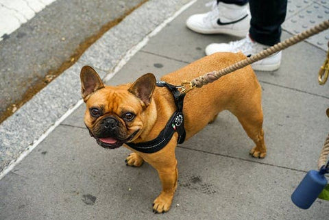 Bouledogue français