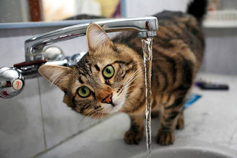 Chat qui s'hydrate au robinet non filtré