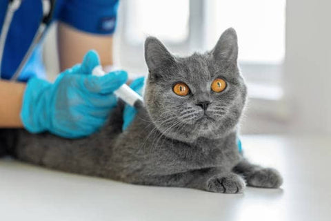 Chat vacciné contre le typhus félin