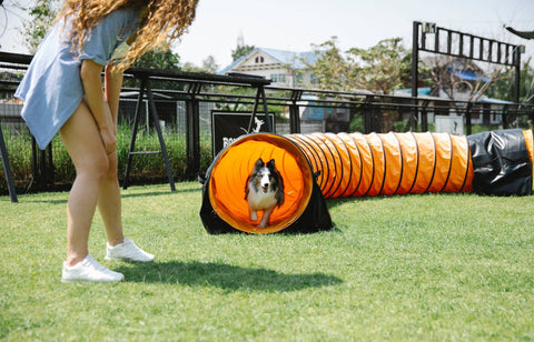 Chien qui court dans un tunnel