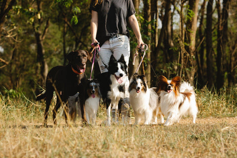 Chiens de berger en promenade