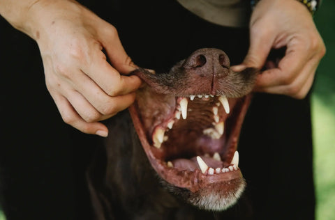 Dents et gencives de chien