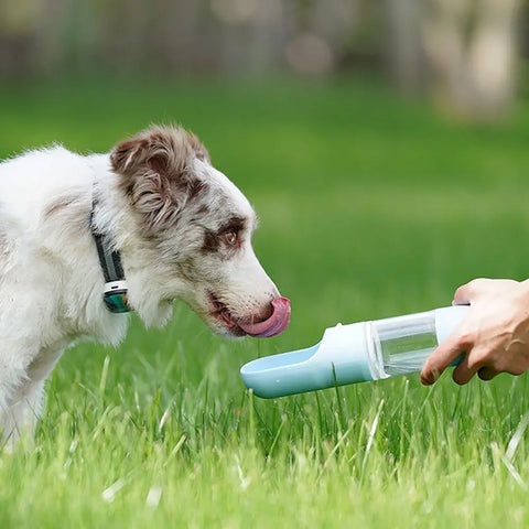 Gourde d'eau portable pour chien