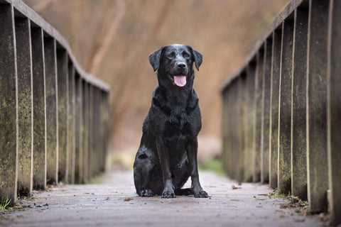 Labrador Retriever