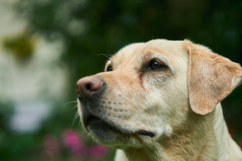 Labrador retriever