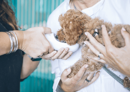 Utiliser une gourde d'eau portable pour son chien