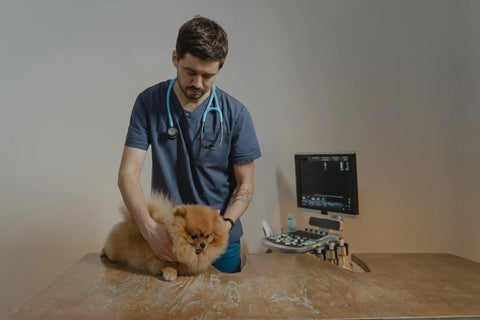 Vétérinaire pour chien