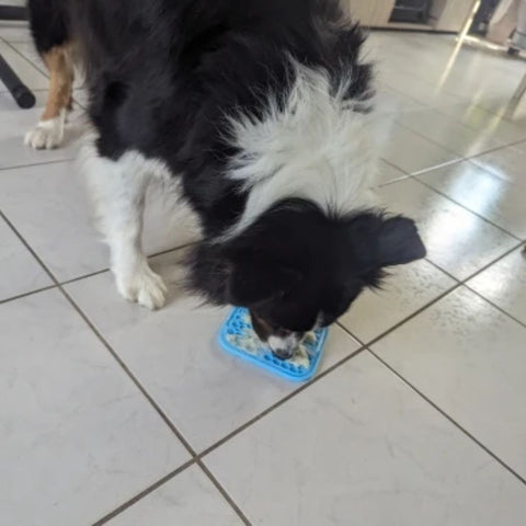 Assiette de léchage pour chien et chat favorise une alimentation lente