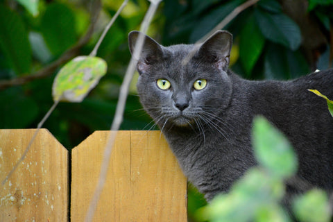 Russian Blue