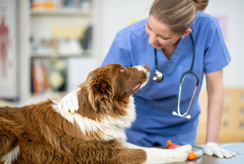 Consultation d'un vétérinaire pendant la période de puberté de son chien