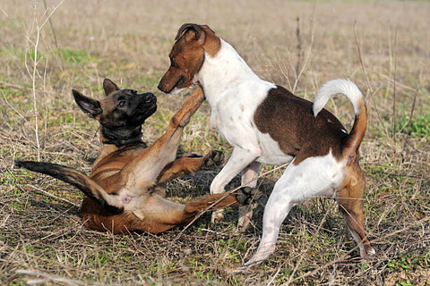 Changements sociaux des chiens pendant la période de puberté