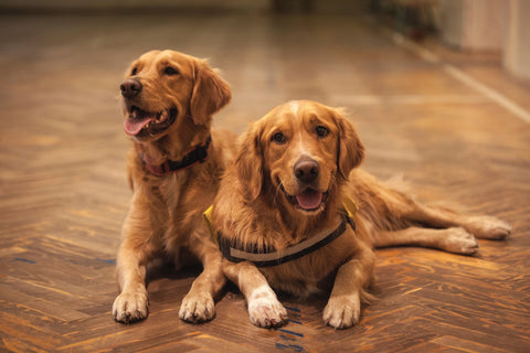 Changements hormonaux chez le chien pendant la période de puberté