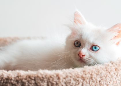 Chaton dans un couchage pour chat