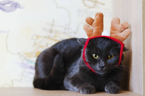 Déguisement de tête pour chat