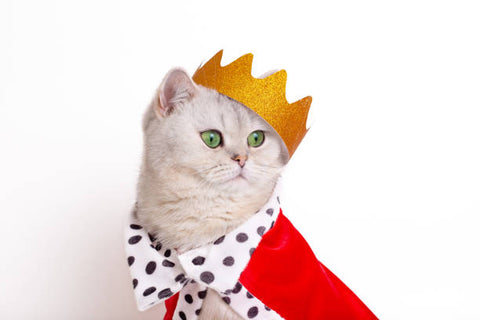 Déguisement royal pour chat