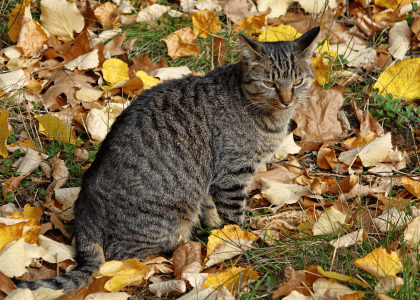 Pelage du chat en automne