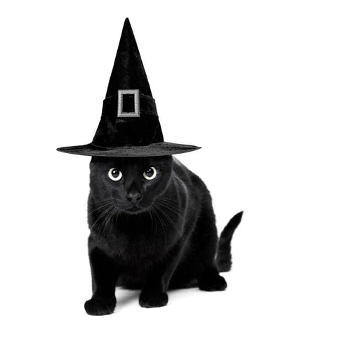 Costume de sorcier pour chat