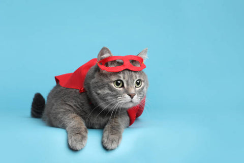 Costume de super-héros pour chat