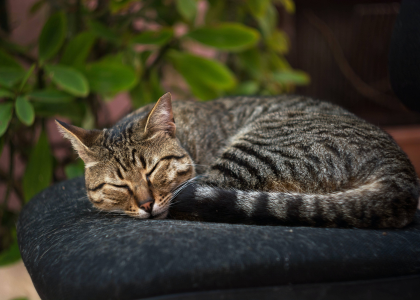 Coussins pour chat