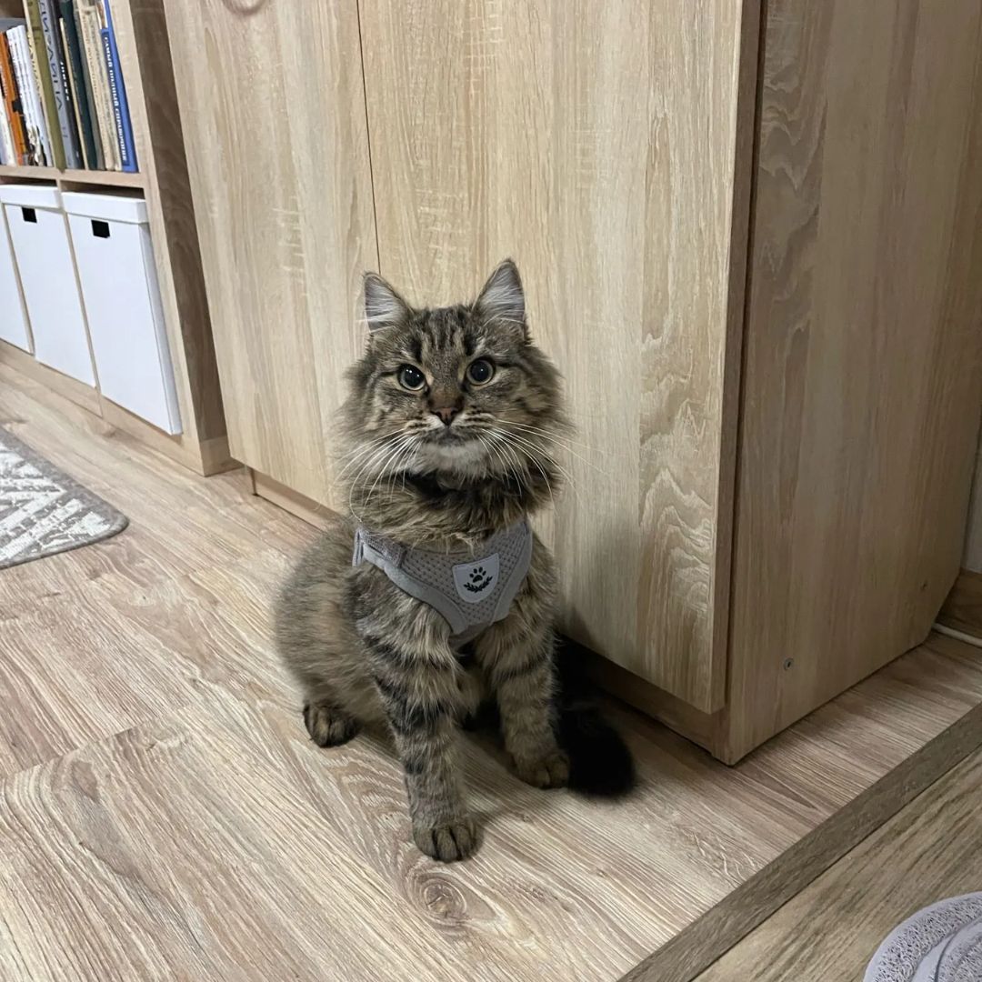 Harnais réfléchissant de haute qualité et confortable pour chat et petit chien