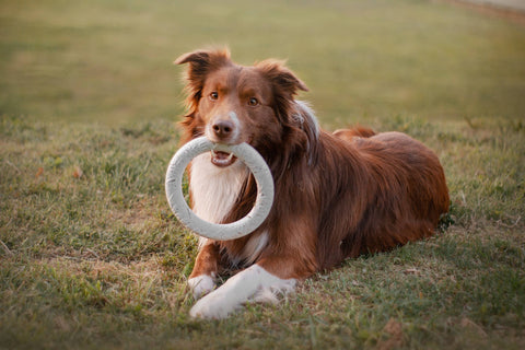 Jouets pour chien