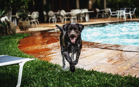 Chien qui sort d'une piscine