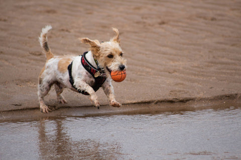 jouets pour chien de qualité