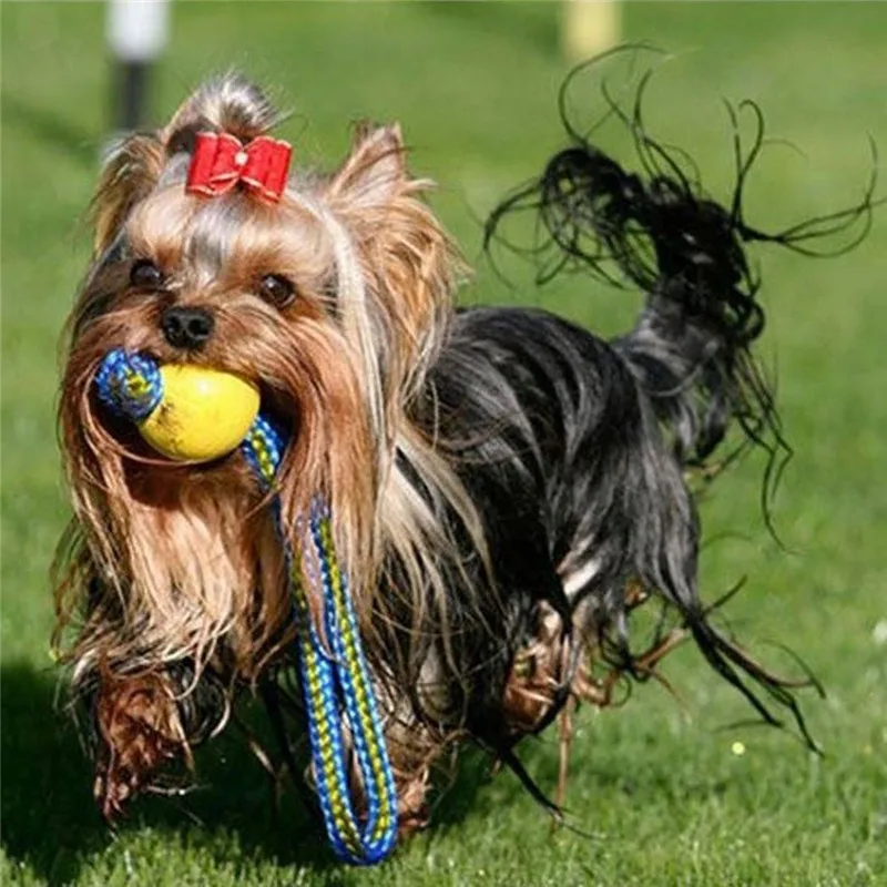 Développement de l'activité physique de votre chien grâce à notre balle de jeu avec corde