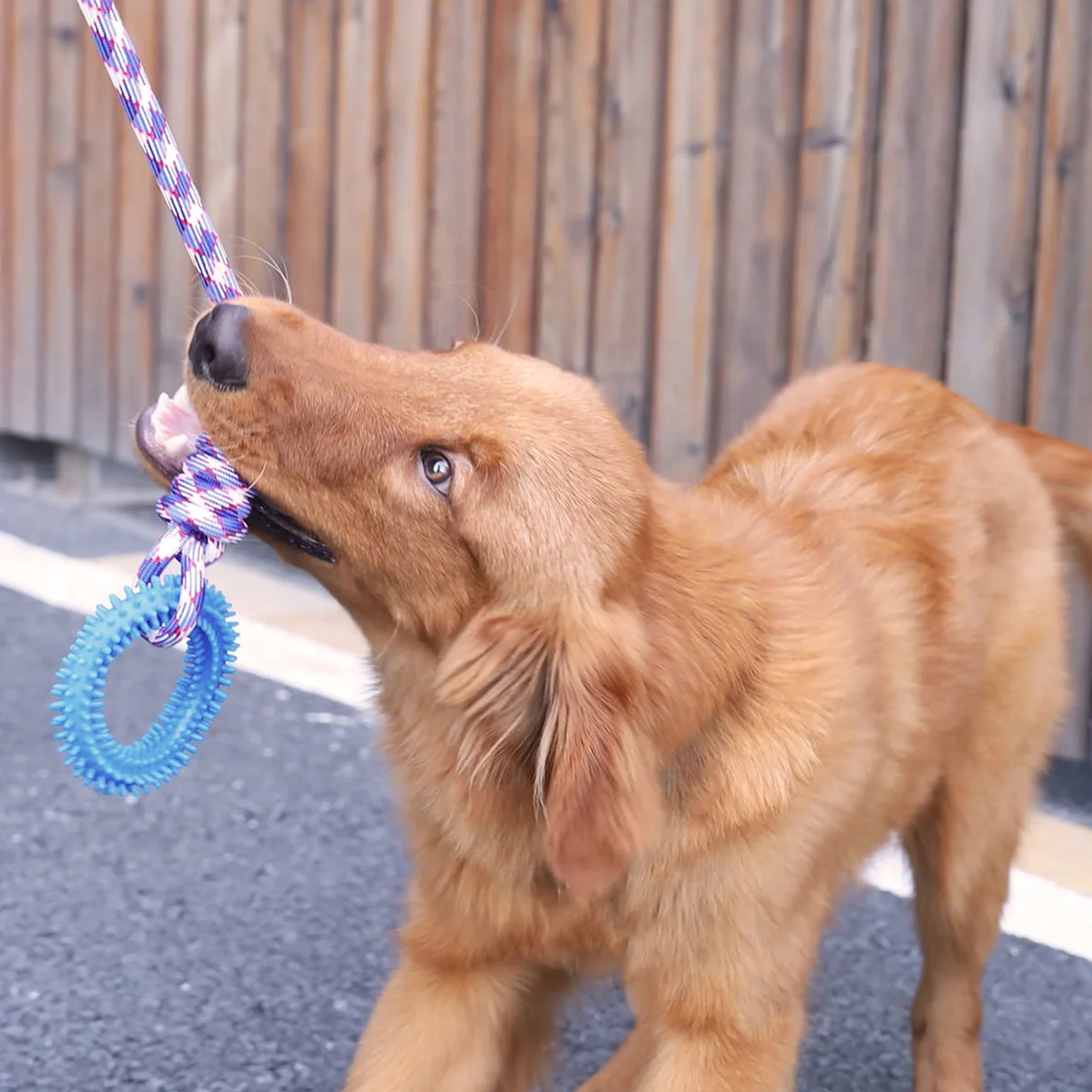 Anneau de jeu avec corde pour chien qui offre un jeu interactif