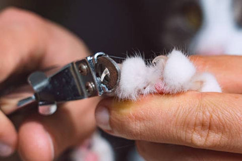 coupe griffes pour chat