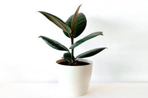 Le Caoutchouc (Ficus elastica)