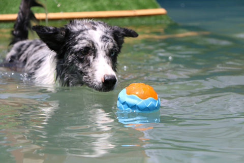 jouets flottants pour chien