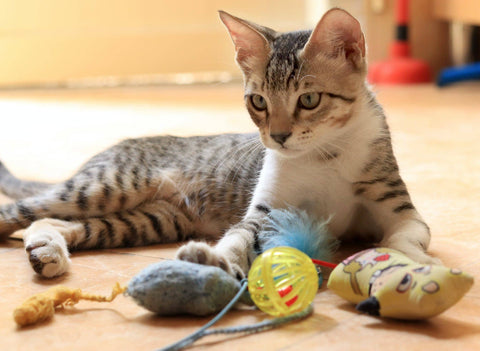 Jouets pour chat