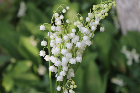 Le Muguet