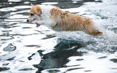 Utiliser une piscine pour chien