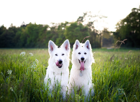 2 chiens de berger blanc suisse