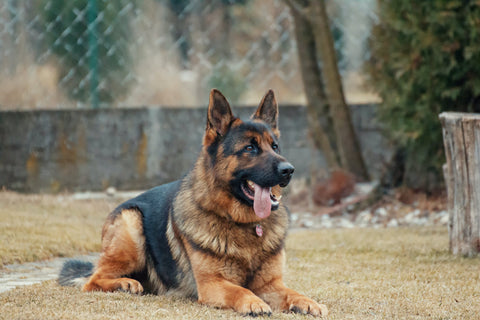 Chien Berger Allemand