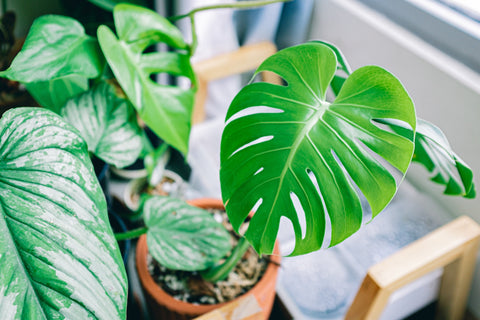 Le Philodendron