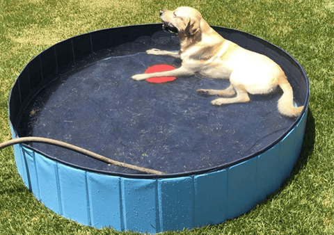 Piscine pour chien