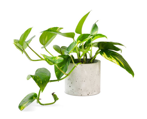 Le Pothos