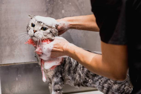 shampoing pour chat