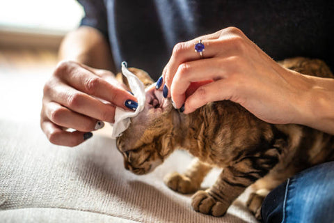 Prendre soin des oreilles de son chat