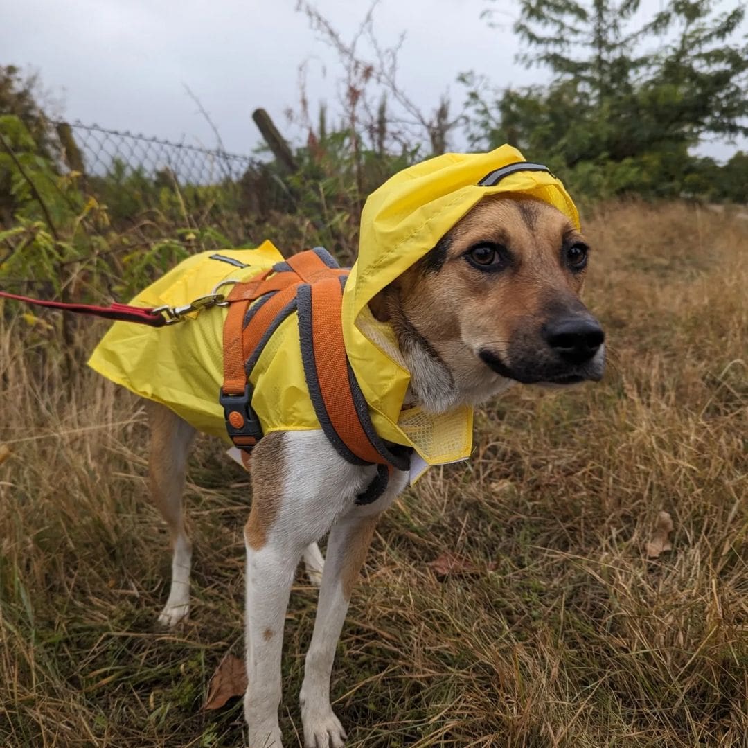 Chien bien protégé de la pluie grâce à notre veste de pluie pour chien