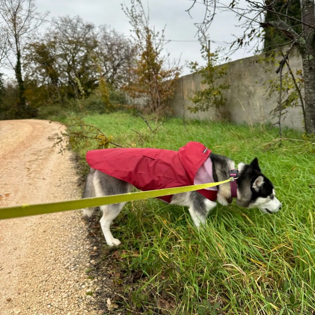 Praticité maximale pour les balades avec notre veste de pluie pour chien